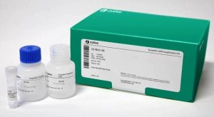 TempliPhi - 2000 Reaction Kit GE28-9642-86
