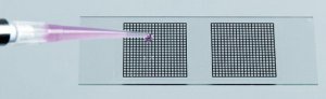 Microscope slide-grids, disposable Z688533-1PAK