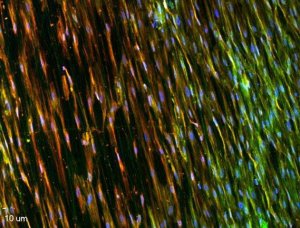 Nanofiber cell culture dish, with aligned nanofibers Z694584-1EA