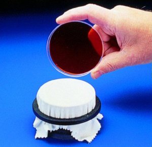Scienceware replica plater for nutrient plate 
