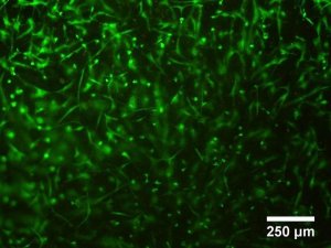 TissueFab - GelAlg-Vis 