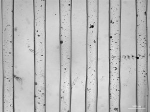 TissueFab- GelAlg-UV bioink 