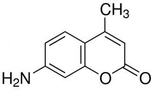 7-Amino-4-methylcoumarin 