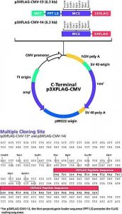 p3XFLAG-CMV-13 Expression Vector 