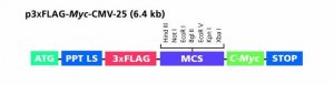 p3xFLAG-Myc-CMV-25 Expression Vector 