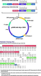 p3xFLAG-Myc-CMV-25 Expression Vector 