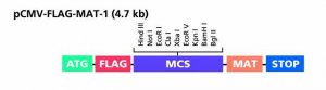 pCMV-FLAG-MAT-Tag-1 Expression Vector C5864-20UG