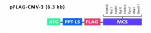 pFLAG-CMV-3 Expression Vector 