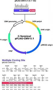 pFLAG-CMV-5.1 Expression Vector 