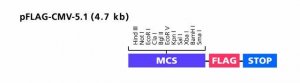 pFLAG-CMV-5.1 Expression Vector 