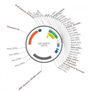 PSF-AD5E1A - ADENOVIRUS E1A PROMOTER PLASMID OGS48-5UG