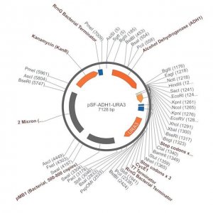 PSF-ADH1-URA3 - MEDIUM STRENGTH YEAST PROMOTER PLASMID OGS537-5UG