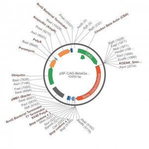 PSF-CAG-BETAGAL-UB-PURO - CAG REPORTER (BETA GAL) PLASMID OGS506-5UG