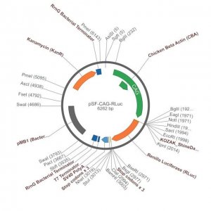 PSF-CAG-RENILLA - CAG LUCIFERASE REPORTER PLASMID OGS508-5UG