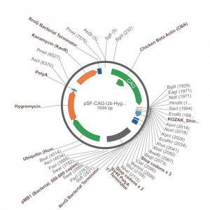 PSF-CAG-UB-HYGRO - CAG HYGROMYCIN PLASMID OGS507-5UG