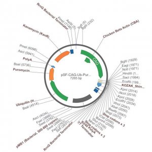 PSF-CAG-UB-PURO - CAG PROMOTER PUROMYCIN RESISTANT VECTOR OGS600-5UG