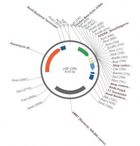 PSF-CBA - CHICKEN BETA ACTIN PROMOTER PLASMID OGS262-5UG