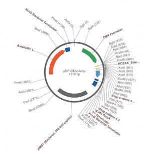 PSF-CMV-AMP - CMV PROMOTER PLASMID OGS2-5UG