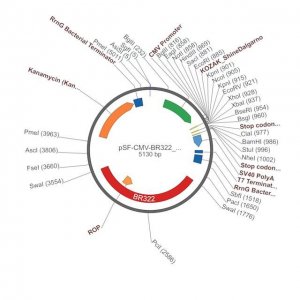 PSF-CMV-BR322 ORI - BR322 ORIGIN (~20 COPIES) PLASMID OGS12-5UG