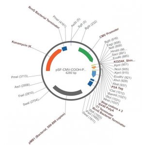 PSF-CMV-COOH-P2A-3 - FMDV P2A PLASMID OGS65-5UG