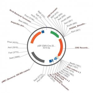 PSF-CMV-CRE - CRE RECOMBINASE EXPRESSION VECTOR OGS591-5UG