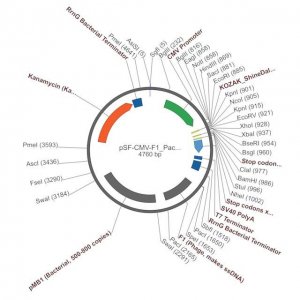PSF-CMV-F1 PACI - F1 ORIGIN OF REPLICATION PLASMID OGS111-5UG