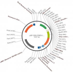 PSF-CMV-FMDV-ILUMENA - FMDV IRES SECRETED LUCIFERASE VECTOR OGS523-5UG