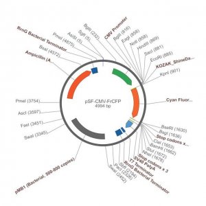 PSF-CMV-FRCFP - CMV CFP REPORTER PLASMID OGS509-5UG