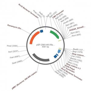 PSF-CMV-HIV-REV - HIV REV EXPRESSION VECTOR OGS593-5UG