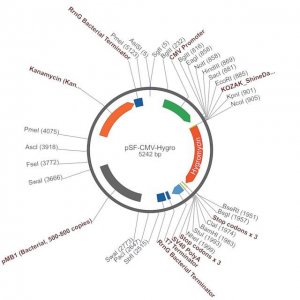 PSF-CMV-HYGRO - CMV DRIVEN HYGROMYCIN RESISTANT VECTOR OGS585-5UG
