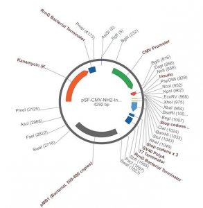 PSF-CMV-NH2-INSULINSP-NCOI - MAMMALIAN SECRETION PLASMID OGS92-5UG