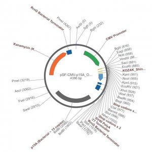 PSF-CMV-P15A ORI - P15A ORIGIN (~10 COPIES LOW) PLASMID OGS11-5UG