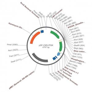 PSF-CMV-PGK - DUAL PROMOTER EXPRESSION PLASMID OGS387-5UG