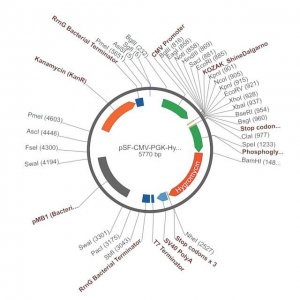 PSF-CMV-PGK-HYGRO - DUAL PROMOTER HYGROMYCIN PLASMID OGS395-5UG