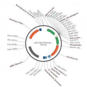 PSF-CMV-PGK-NEO/G418 - DUAL PROMOTER G418 PLASMID OGS396-5UG