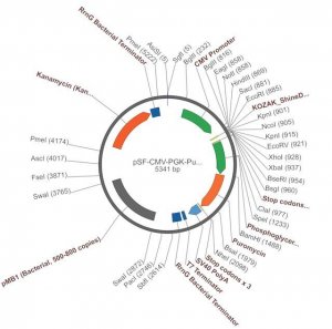 PSF-CMV-PGK-PURO - DUAL PROMOTER PUROMYCIN PLASMID OGS394-5UG
