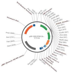 PSF-CMV-PGK-ZEO - DUAL PROMOTER ZEOCIN PLASMID OGS398-5UG
