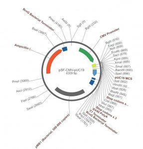 PSF-CMV-PUC19 - CMV PUC19 MCS PLASMID OGS106-5UG