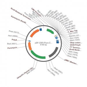 PSF-CMV-PURO-COOH-CMYC - C-TERMINAL C-MYC TAG MAMMALIAN PLASMID OGS3424-5UG