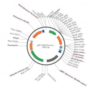PSF-CMV-PURO-COOH-KRYFP - C-TERMINAL YFP TAG MAMMALIAN PLASMID OGS1368-5UG
