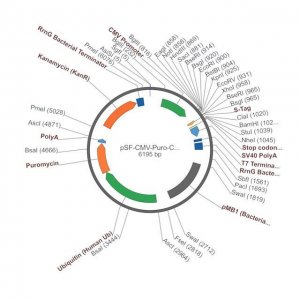 PSF-CMV-PURO-COOH-S-TAG - C-TERMINAL S-TAG TAG MAMMALIAN PLASMID OGS3429-5UG