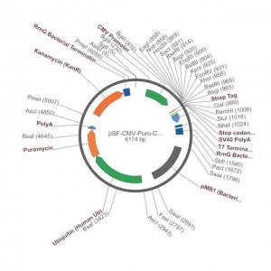 PSF-CMV-PURO-COOH-STREP - C-TERMINAL STREP TAG MAMMALIAN PLASMID OGS3427-5UG