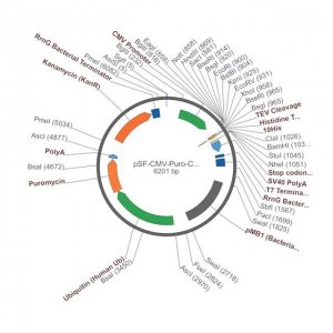 PSF-CMV-PURO-COOH-TEV-10HIS - C-TERMINAL 10HIS TAG MAMMALIAN PLASMID OGS1120-5UG