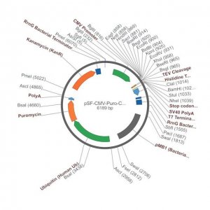 PSF-CMV-PURO-COOH-TEV-6HIS - C-TERMINAL 6 HIS TAG MAMMALIAN PLASMID OGS1122-5UG