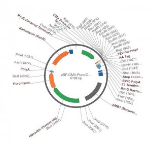 PSF-CMV-PURO-COOH-TEV-HA - C-TERMINAL HA TAG MAMMALIAN PLASMID OGS1128-5UG