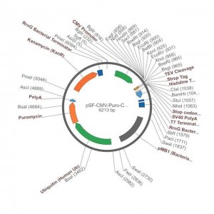 PSF-CMV-PURO-COOH-TEV-STREP-6HIS - C-TERMINAL 6 HIS AND STREP DUAL TAG MAMMALIAN PLASMID OGS1240-5UG