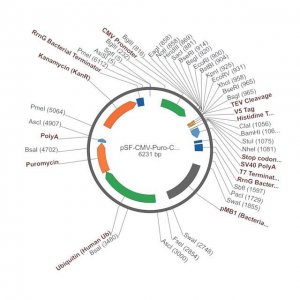PSF-CMV-PURO-COOH-TEV-V5-6HIS - C-TERMINAL 6 HIS AND V5 DUAL TAG MAMMALIAN PLASMID OGS3417-5UG