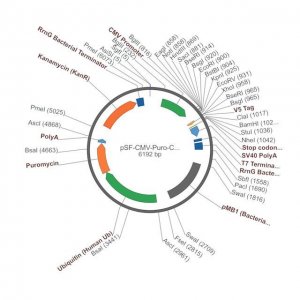 PSF-CMV-PURO-COOH-V5 - C-TERMINAL V5 TAG MAMMALIAN PLASMID OGS3422-5UG