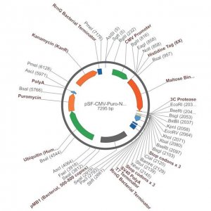 PSF-CMV-PURO-NH2-6HIS-MBP-3C - N-TERMINAL 6 HIS AND MBP DUAL TAG MAMMALIAN PLASMID OGS1261-5UG