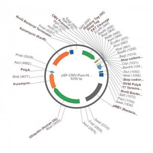 PSF-CMV-PURO-NH2-6HIS-STREP-EKT - N-TERMINAL 6 HIS AND STREP DUAL TAG MAMMALIAN PLASMID OGS1271-5UG